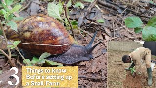 Learn these 3 things before setting up a snail farm