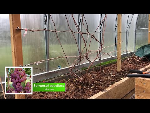 Video: Sügisene karge õunahooldus – õppige sügiseste kargete õunapuude kasvatamise kohta