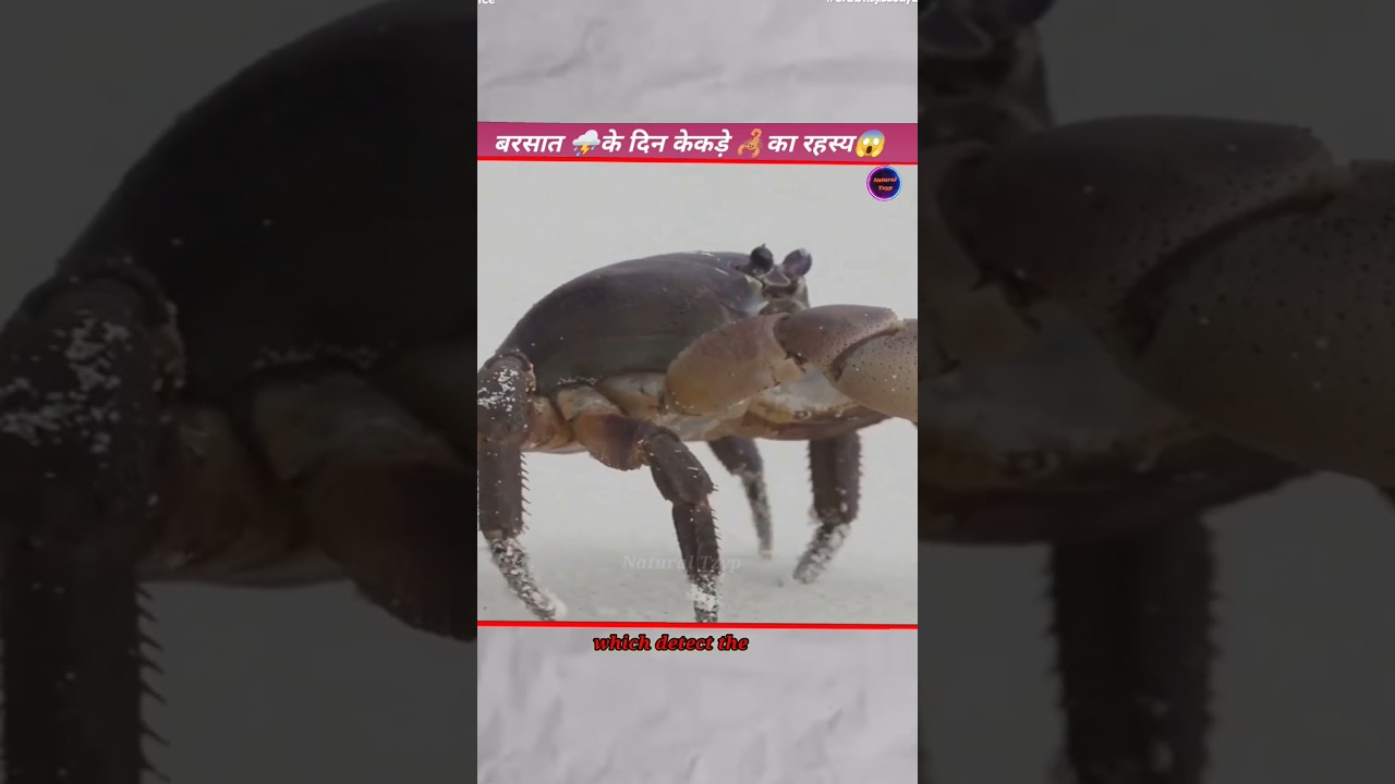 📌Crab Mystery On Rain Day ⛈️