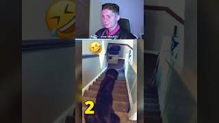 Dogs vs Slides: Who did it best?
