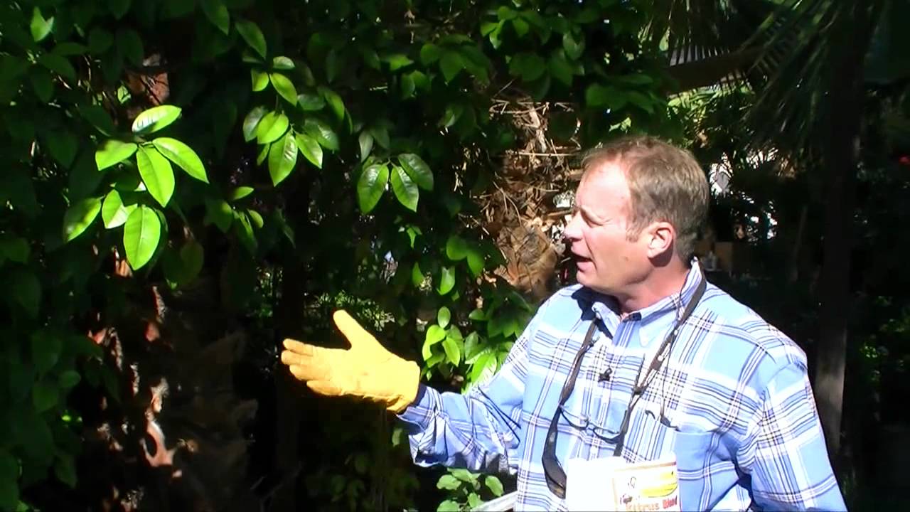 The Garden Guy's How to use Extreme Citrus Blend YouTube