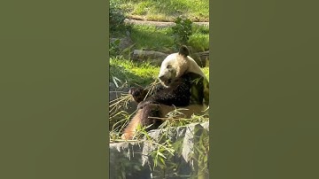 Giant Pandas are back in San Diego at the @SanDiegoZoo! 🖤🐼🤍 #AmericasFinestPandas