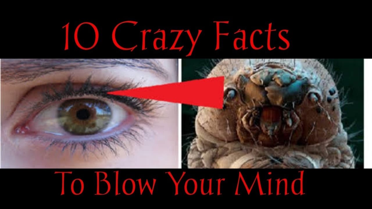 These Crazy Facts Will Blow Your Mind - YouTube