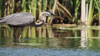 Heron Catching a fish in Lake Mendota