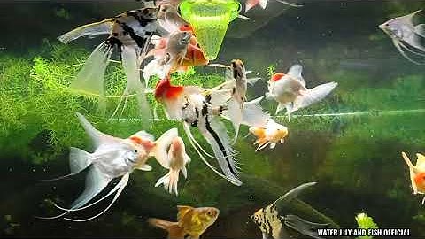 NUÔI CÁ BA ĐUÔI, CÁ ÔNG TIÊN, CÁ DĨA VÀ CÁ CHÉP TRONG HỒ KIẾNG