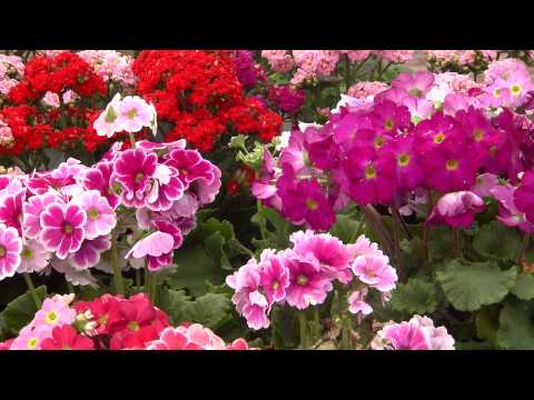 Video: Polyanthus Primulaer. Omsorg, Valg