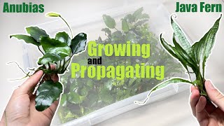 the easiest way to Propagate and Grow Anubias and Java Fern by glassyGREEN 684 views 1 year ago 2 minutes, 21 seconds