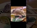 【愛媛穴場旅】誰も知らない絶景とグルメを巡る2泊3日ドライブ #shorts #旅行