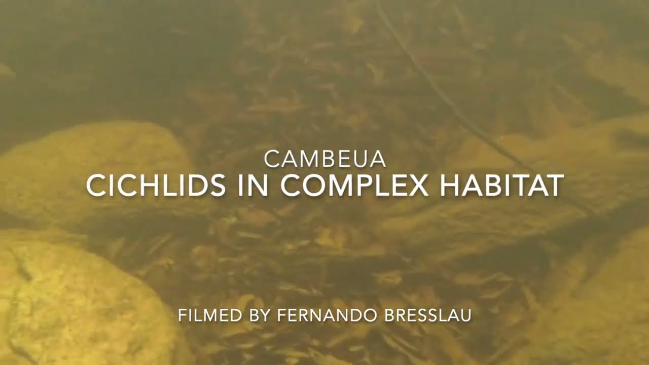 Cichlids in Complex Habitat