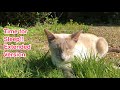 Time for Sleep!! New Pictures of sleeping Siamese Cats. (Sweet, cute, sleeping cats!)