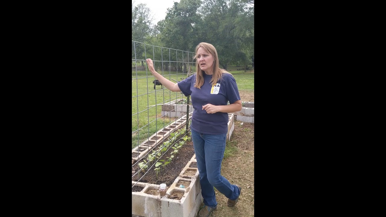 Beginning Bean Planting YouTube