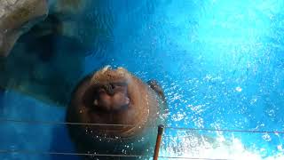 Walrus says Hi (2018 06 21 181105)