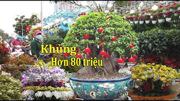 Tuyệt đẹp đường hoa tết quận 10 / Xuất hiện nhiều cây kiểng giá khủng | Sức Sống Sài Gòn