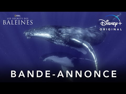 Les Secrets des Baleines - Bande-annonce | Disney+
