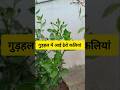 गुड़हल में आई ढेरो कलियां | Hibiscus Blooming