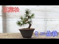五葉松のミニ盆栽