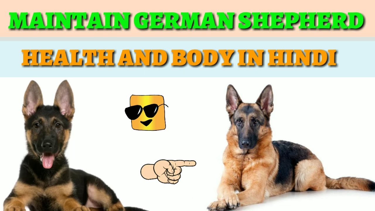 German Shepherd Puppies Food Chart In Hindi