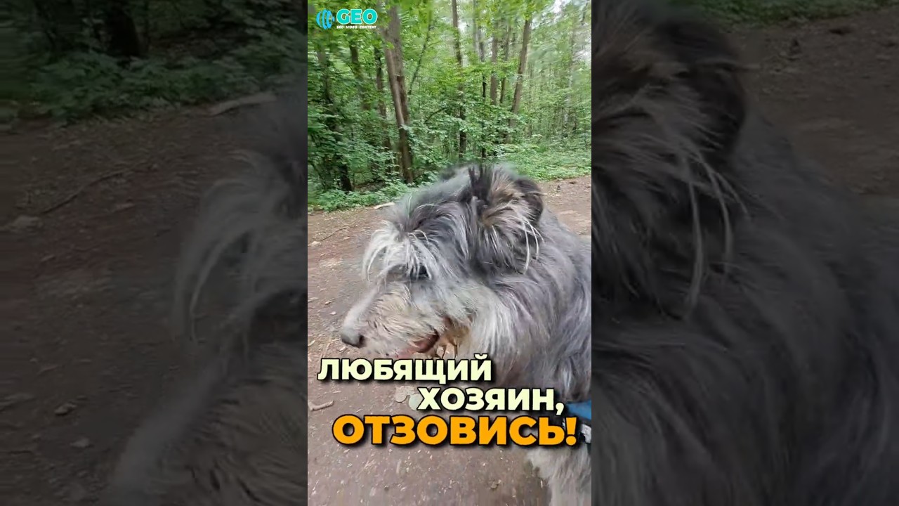 🦮 ФУНТИК, мой Большой Добродушный подопечный из приюта ЮЗАО Щербинка❗️ ХОЗЯИН - ОТЗОВИСЬ‼️⚡️