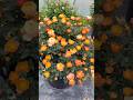 Beautiful rose plant// mixed colours rose flowers (19/4)