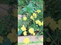 ଗାର୍ଡେନ ରେ ଏତେ ଫୁଲ #flowers #nirupamavlogs #shortvideo #viralshort