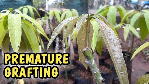 Grafting mango with young rootstock (RESULT)