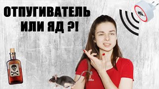 Как избавиться от грызунов? Часть 3. Отпугиватели или яд?