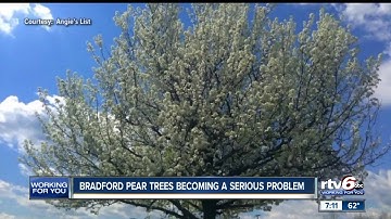 Bradford pear trees becoming a serious problem