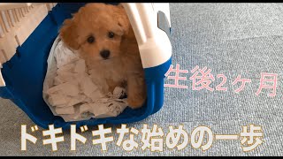 【トイプードル】トイプードルの元気な子犬をお迎えしました