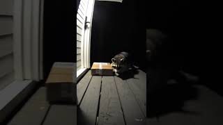 Funny raccoon delivers package.