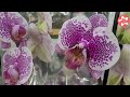 Шикарные орхидеи в гипермаркете Твой Дом