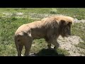 Посетители в восторге от этого благородного льва Львиное сердце! Visitors are in awe of this  lion!