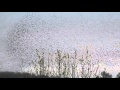 Starling Murmuration