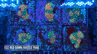 Stock Spotlight: ECC Red Dawn Favites Frag