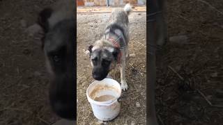 SÜRÜNÜN ALFA LİDERİ #kurtçu #adamcı #meydancı #alancı #kangal #dogs #tiktok #keşfet #hepsigerçek