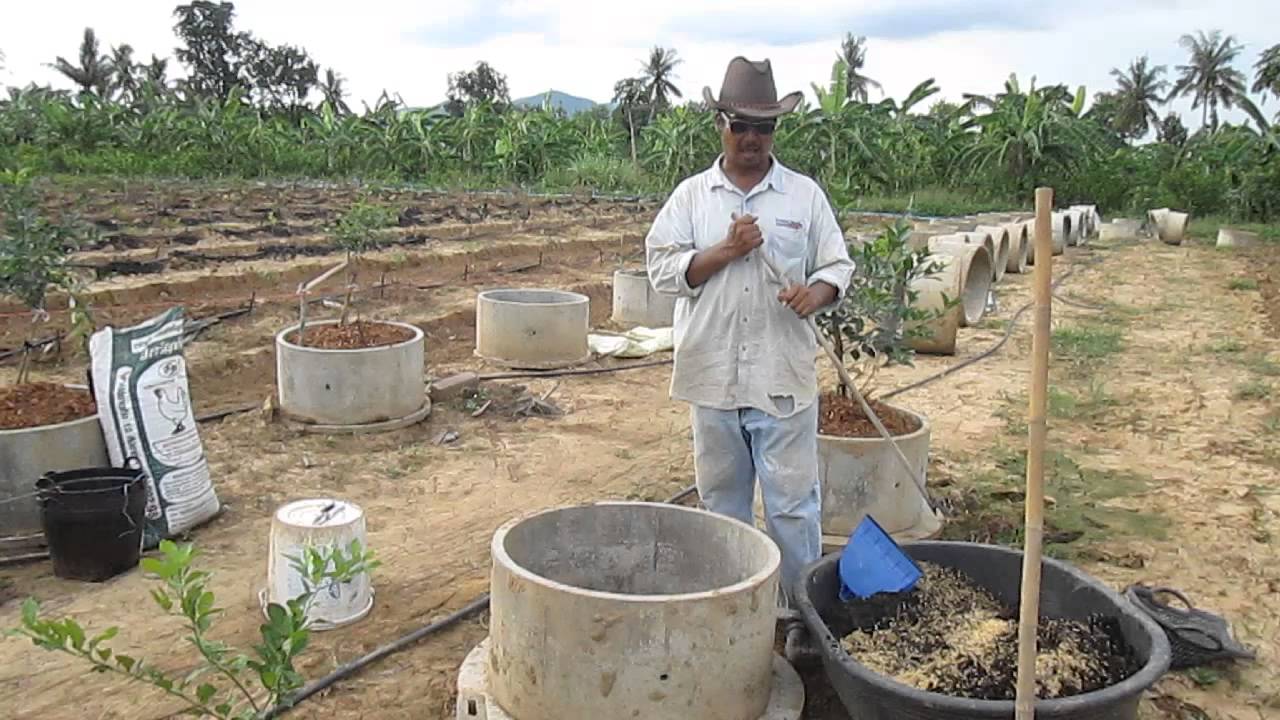 การปลูกมะนาวในวงซีเมนต์ง่ายๆสไตล์ ชาย ท่ายาง 3 (วัสดุและวิธีการปลูก)