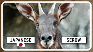 The Japanese Serow: A Rare and Unique Animal of Japan by Amazing world of Animals 1,766 views 1 year ago 2 minutes