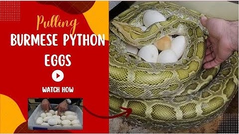 HAVE YOU SEEN THIS? Pulling Burmese Python Eggs