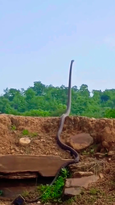 Black Mamba Huge!!! #shorts #farming #wildlife #snake #mamba #blackmamba #deadly