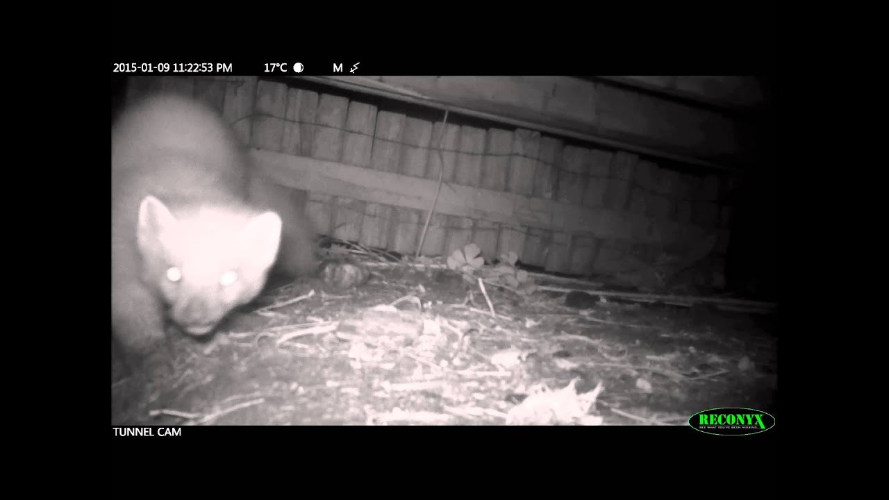 Camera trap montage-Scottish wildlife