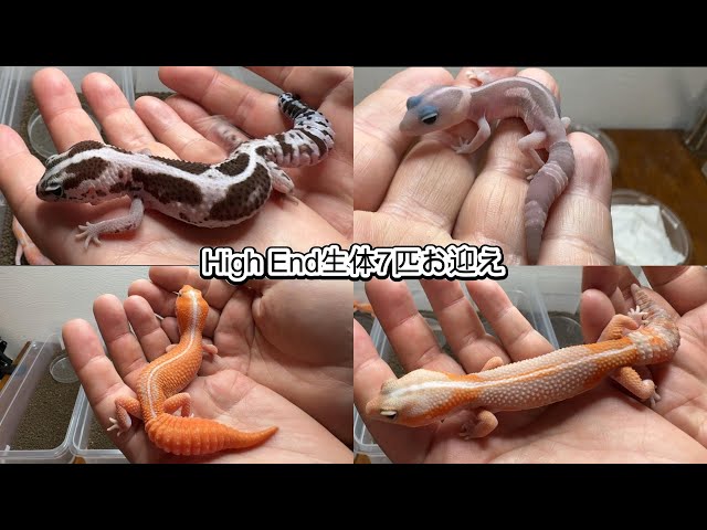 ニシアフ 思い切ってハイエンド7匹を一気にお迎え - YouTube