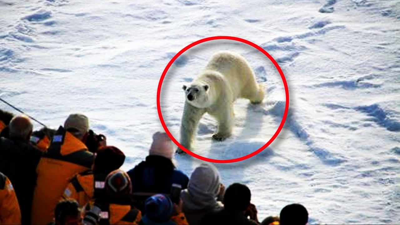 Медведь напал на охранника. То, что произошло дальше - невероятно!