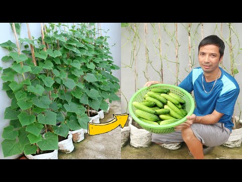 Amazing Idea | Growing Cucumber from Seed at Home | Grow Cucumbers in Sacks