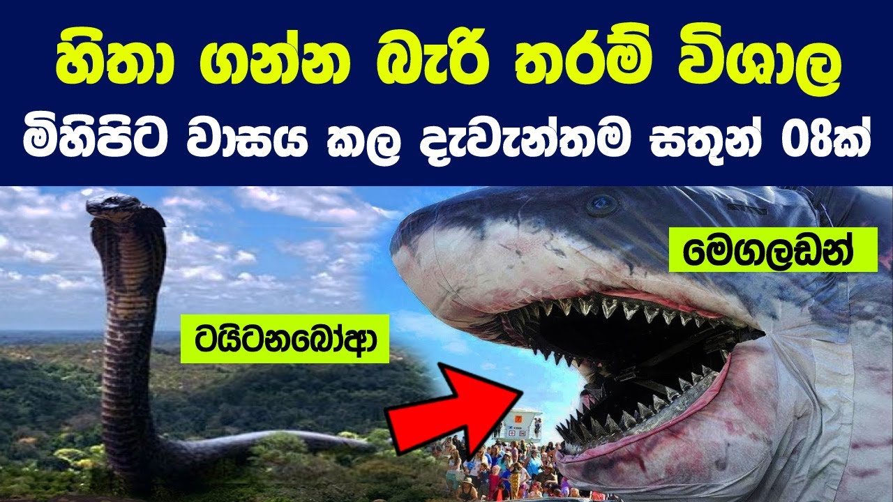 හිතා ගන්න බැරි තරම් විශාල මිහිපිට වාසය කල දැවැන්තම සතුන් 08ක් | Meet the biggest animal in the world