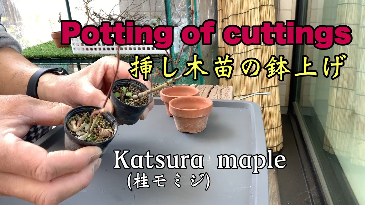 挿し木苗 桂モミジ の鉢上げ Replanting Katsura Maple Youtube