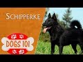 Dogs 101 - SCHIPPERKE - Top Dog Facts About the SCHIPPERKE の動画、YouTube動画。