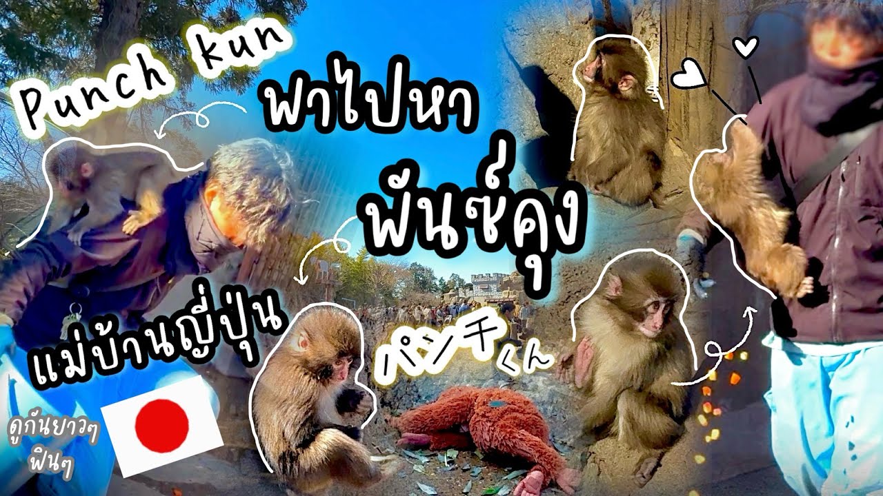 #521 แม่บ้านญี่ปุ่น 🇯🇵 พาไปหาพันซ์คุง🐵 เพิ่งรู้ว่าอยู่ใกล้บ้าน ตัวจิ๋วๆ น่ารักมาก ดูกันยาวๆ ฟินๆ 