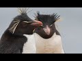 Southern Rockhopper Penguins