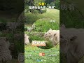 【萌寵】反差！猛虎吐舌頭變「萌虎」