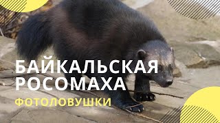 На Байкале лесные фотокамеры запечатлели редкого хищника