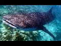 snorkling with Maldives&#39; sharks